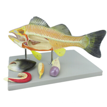 Buy one 12011 Animal Fish, 5-parts Plastic Perch Anatomical Model